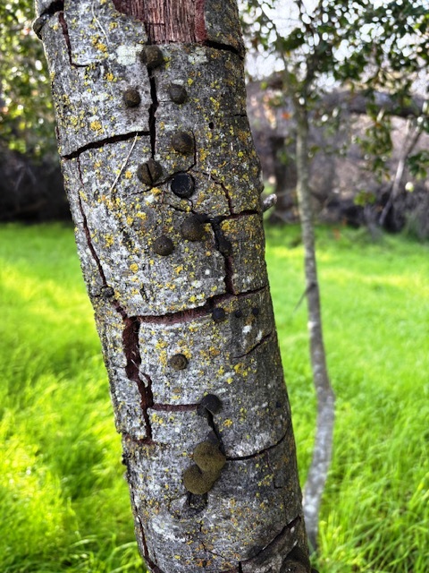 Dead oak tree - Hypoxylon Canker symptoms